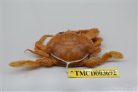 藏品(漢氏梭子蟹)的圖片